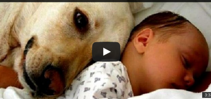 primeiro encontro bebes com gatos e caes