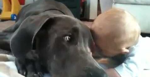 cachorro gigante aconchega bebe