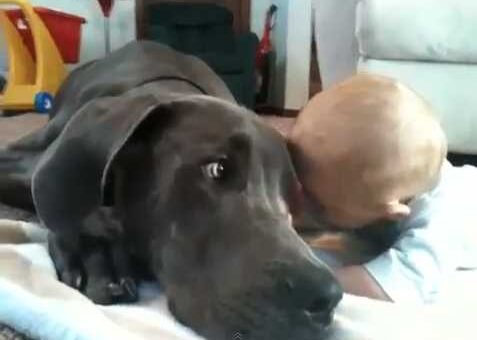 cachorro gigante aconchega bebe