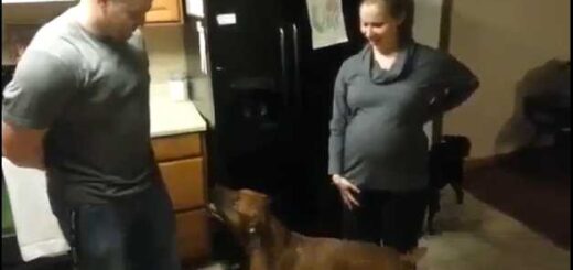 cachorro nao deixa ninguem chegar perto