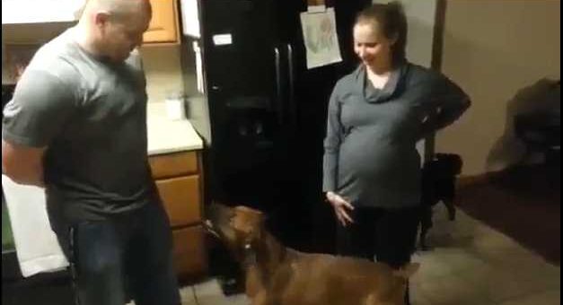 cachorro nao deixa ninguem chegar perto