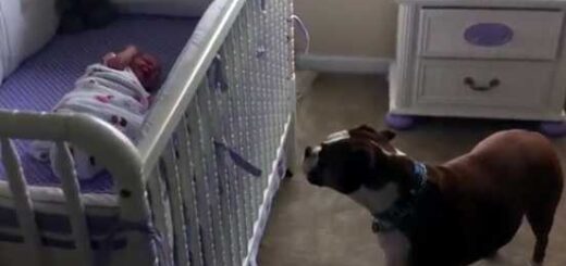 boxer preocupado com bebe