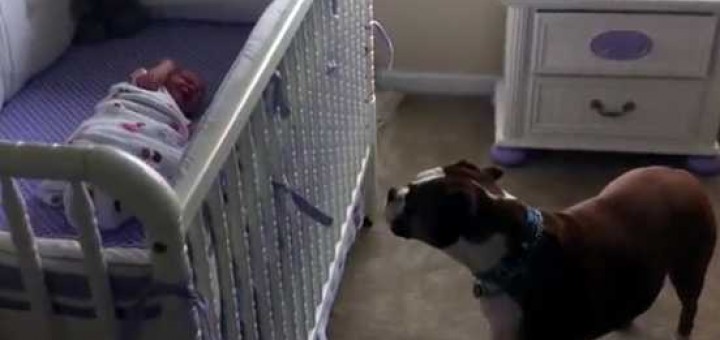 boxer preocupado com bebe