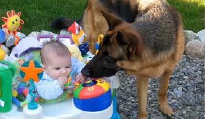 pastor alemao e bebe