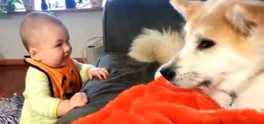 caes e bebes entendem se