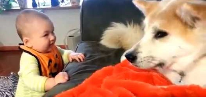 caes e bebes entendem se