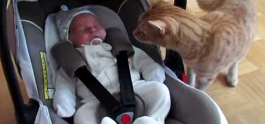 gato encontra bebe pela primeira vez
