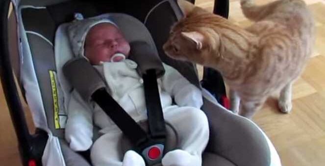 gato encontra bebe pela primeira vez