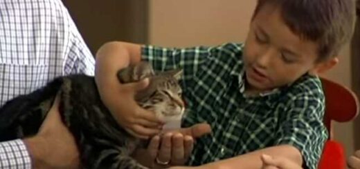 gato salva menino de cao