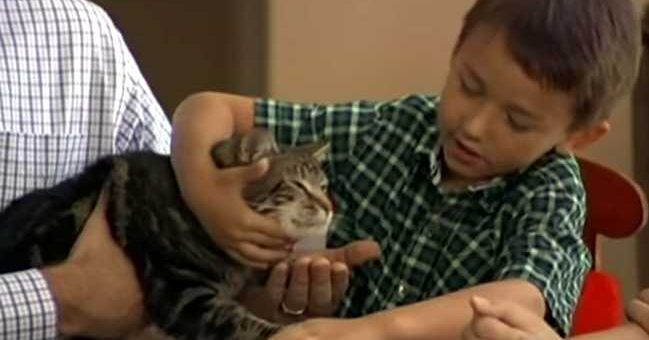 gato salva menino de cao