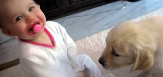 bebe rindo com cachorro