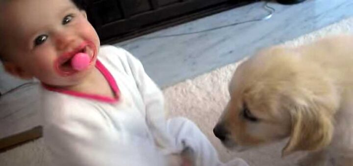 bebe rindo com cachorro