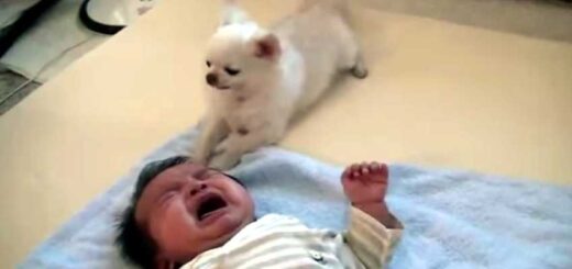 cao tenta acalmar bebe que chora