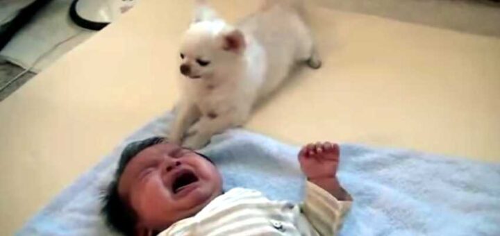 cao tenta acalmar bebe que chora