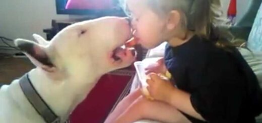 menina-dar-comida-cao-bull-terrier