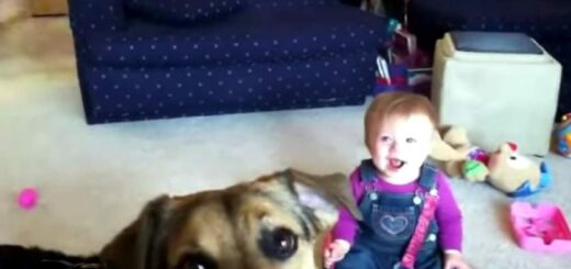 Bebê rindo muito com o cachorro a caçar as bolinhas de sabão! :) Vê aqui: