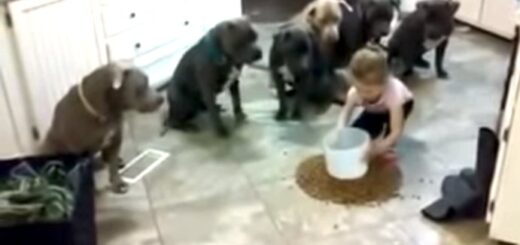 menina-alimenta-6-pitbull