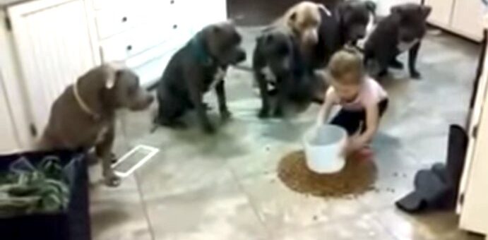 menina-alimenta-6-pitbull