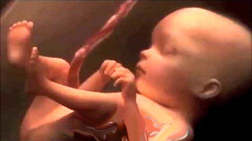 O Desenvolvimento Do Bebe Dentro Da Barriga Em Apenas 4 Minutos Video 3d
